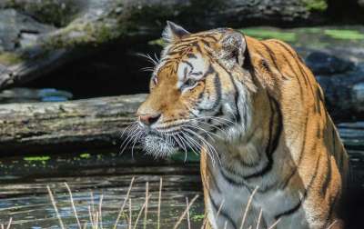 老虎 荒野 塞伦盖蒂公园 大猫 捕食者