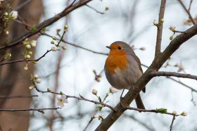 知更鸟 Erithacus Rubecula 鸣禽 鸟 小小鸟 科