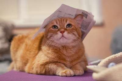 猫 红猫 小猫 可爱 毛皮 梦 眼睛 美容 动物