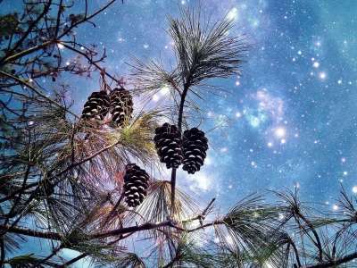 针叶树 颚 星空 轻敲 松果 树 自然 松针 分支 软木 科