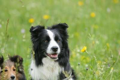 边境牧羊犬 谢尔蒂 狗 动物 设得兰群岛牧羊犬 草地 聪明的 坐