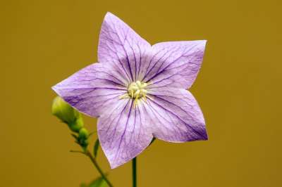 风铃草 花 气球花 植物 花园 植物园 庭园 野花 公园 户外