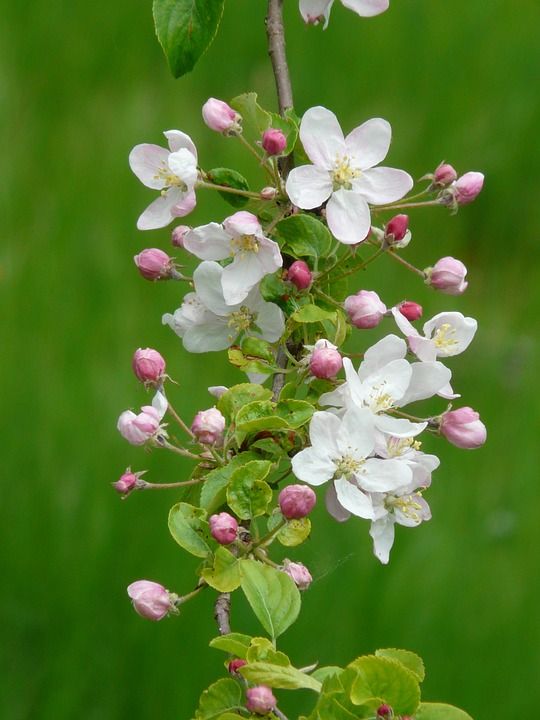 苹果花 苹果花枝 芽 开花 苹果树 白色的 盛开 粉色的 红色的