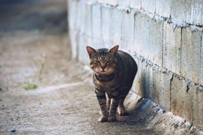 猫 动物 野兽 老虎 猫和 宠物 心爱
