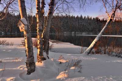 冬天风景 雪 树木 桦树 湖 冬天 寒冷的 白色的 森林 水