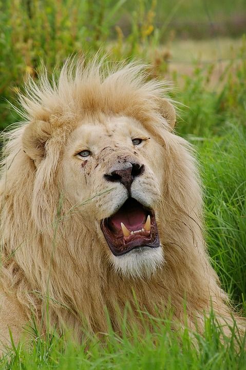 白狮子 狮子 大猫 动物 捕食者 鬃毛 自然 野生动物 非洲