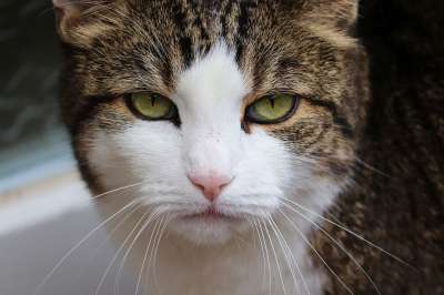 猫 宿醉 脾气暴躁的 心情不好 肖像 关闭 家猫 毛皮 眼睛