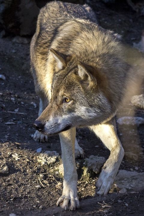 狼 捕食者 猎人 犬狼疮 细心 爪子 Hundeartig 森林