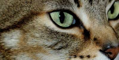 猫 老虎 家猫 野生动物 好奇的 猫脸 Katzenkopf 头