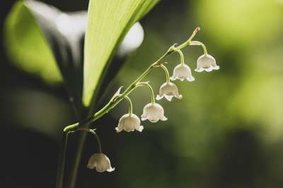 高清壁纸 山谷里的百合 白色的花 小花 盛开 开花 植物群 花艺