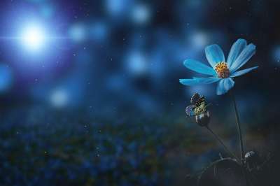 花 蝴蝶 春天 幻想 蓝色的 黑暗 光 闪光 景观
