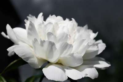 花朵 白花 介子 特写 微距摄影 春天