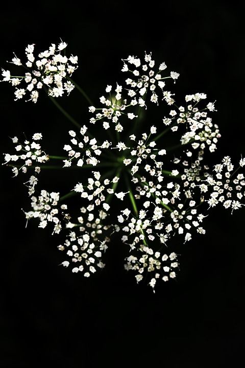 花 黑色的 宏 盛开 绿色 白色的 背景 光 植物 花朵