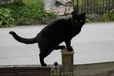猫 栅栏 木围栏 平衡 黑色的 黑猫 优美 家畜