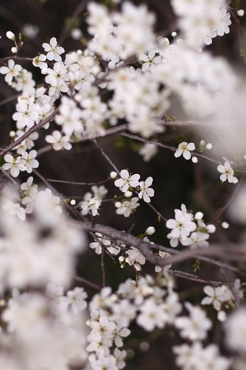花朵 枝杈 树 春天 盛开 植物 自然 Iphone壁纸
