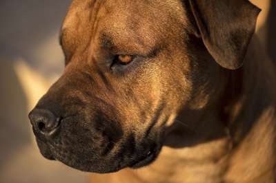 非洲购买Boerboel 斗牛獒 非洲 日落 狗 棕色的狗