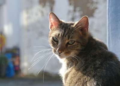 猫 老虎 灰色的 关闭 难以接近 穆迪 逆光 窗户 审查 绿色