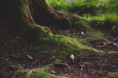 森林 森林地面 苔藓 自然 绿色 根 部落 丛生