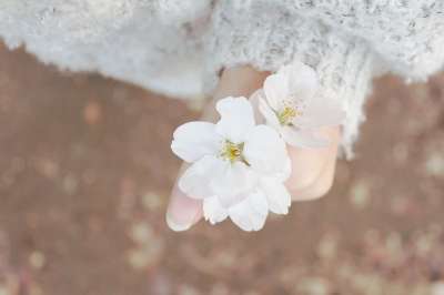 春天 樱花盛开 春天的花朵 樱花 花 大自然 樱桃花 爱情 框架