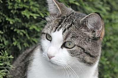 猫 肖像 动物 小猫 家猫 猫肖像 宿醉 家畜 眼睛 猫眼