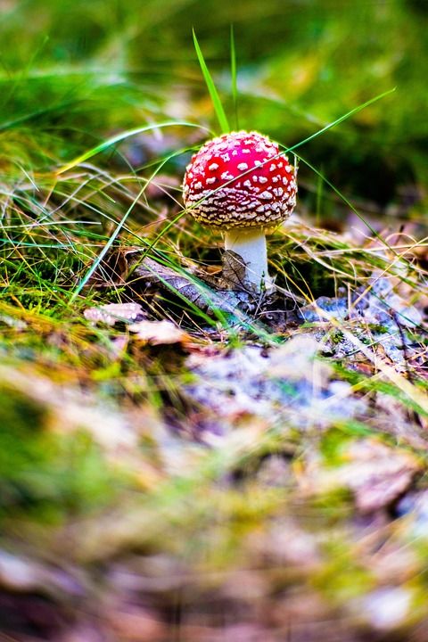 蘑菇 苔藓 蚊帐 森林 颜色 自然