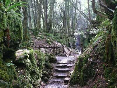 楼梯 森林 神秘 Puzzlewood 英国