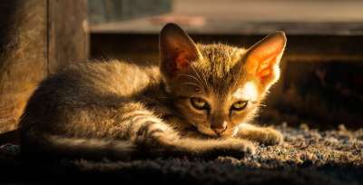 猫 晚上光线 小猫 秋天 太阳 光 日落 晚上 暮 动物