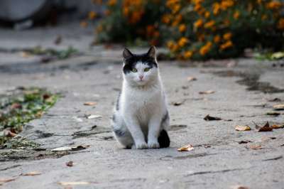 猫 白 黑色的 毛茸茸的猫 黑色和白色