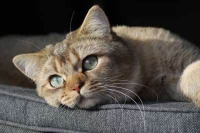 猫 小猫 英国短毛猫 毛皮 蓬松的 柔软的 肖像 动物 哺乳动物