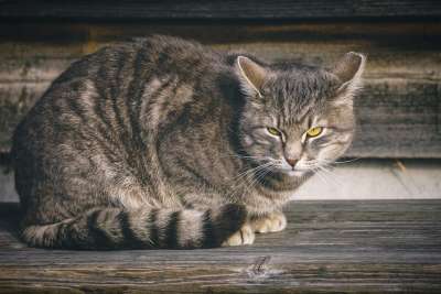 猫 家猫 眼睛 家畜 猫眼 肖像 鲭鱼 野生动物 猫脸 毛皮