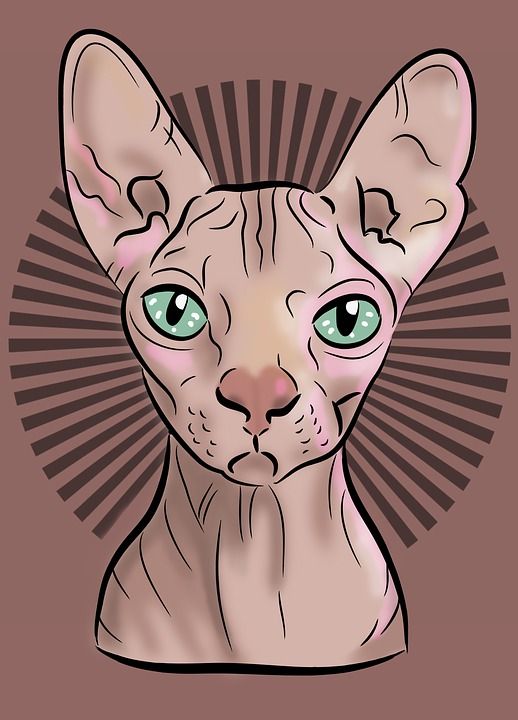 斯芬克斯猫 卡通猫 卡通斯芬克斯猫 猫 画画