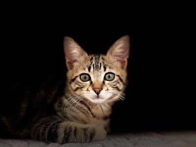 高清壁纸 小猫 宠物 猫科动物 动物 猫 哺乳动物 毛皮 驯化