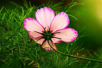 Cosmea 花 植物 盛开 花瓣 干 背光 花园 绿色小花
