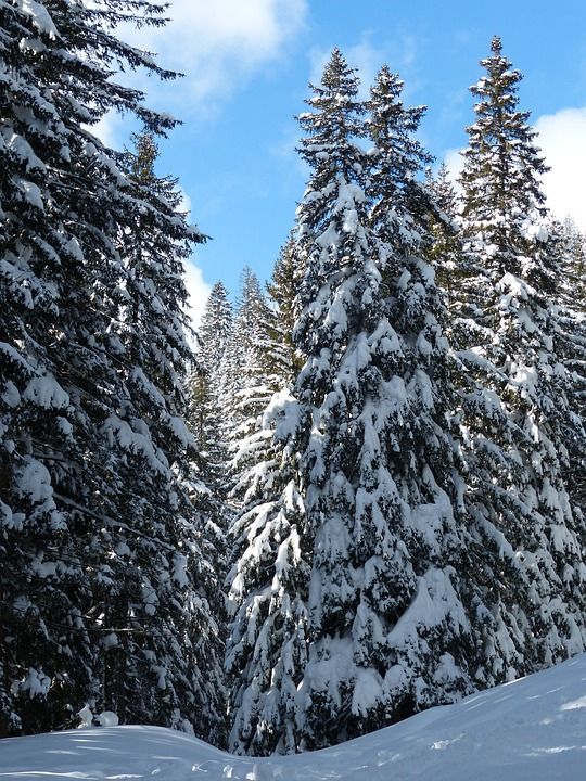 枞树 树木 下雪的 冬天 雪 天堂 好天气 冬季景观 冬季魔法