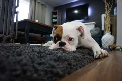 拳击手 狗 懒惰的 动物 拳师狗 犬类 家 宠物 纯种 地毯
