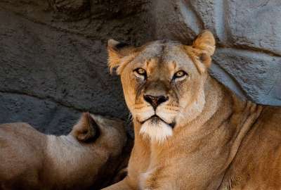 狮子 母狮 女性 捕食者 哺乳动物 动物 自然 大猫 动物园