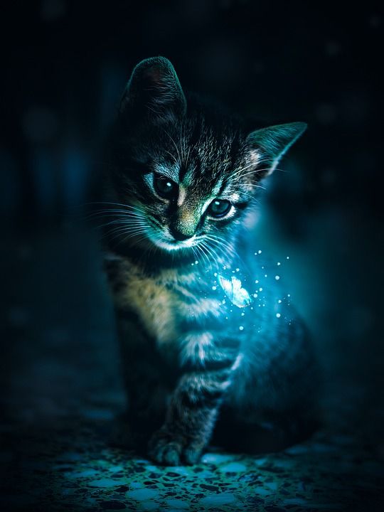 猫 猫眼 眼睛 脸 猫脸 看看 动物 猫的鼻子 周到