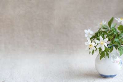 灌木海葵 毛茛科 海葵 Nemorosa 春天的花朵 大器晚成 开花