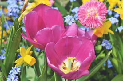 郁金香 郁金香花 盛开 郁金香田 春天的花朵 开花了 春天 花园