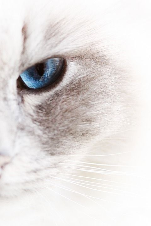猫 宠物 白色的 柔软的 动物 猫咪 宿醉 眼睛 蓝色