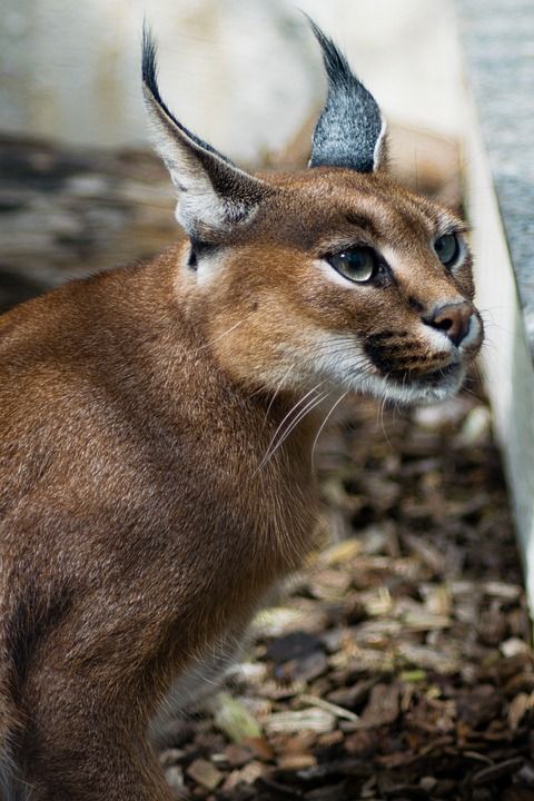 沙漠猞猁 狞猫 狞狞 Kalaharia 大猫 猫 野猫 动物