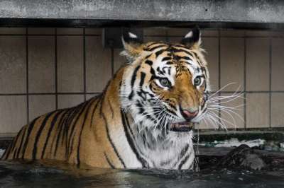 老虎 捕食者 大猫 野猫 西伯利亚虎 Amurtiger 食肉动物