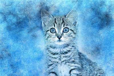 猫 宠物 艺术 抽象 优质的 动物 基蒂 艺术的 设计 肖像