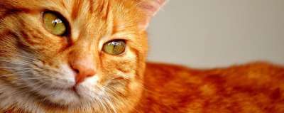 猫 红色的 鲭鱼 可爱的 关闭 家畜 小猫 红猫