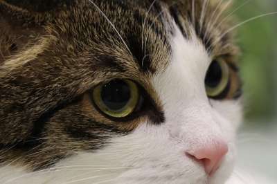 猫 纵向 眼睛 首页 毛茸茸 动物 可爱 猫科动物