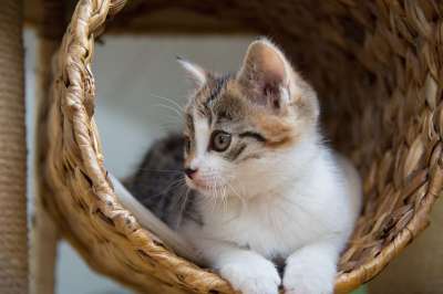 年轻 男孩 猫 刮树 感兴趣的 幸运猫 安全 轻松