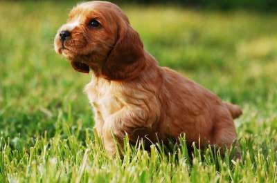 小狗 狗 黄金 可卡犬语 可卡猎犬 Coker 西班牙猎犬 绿色