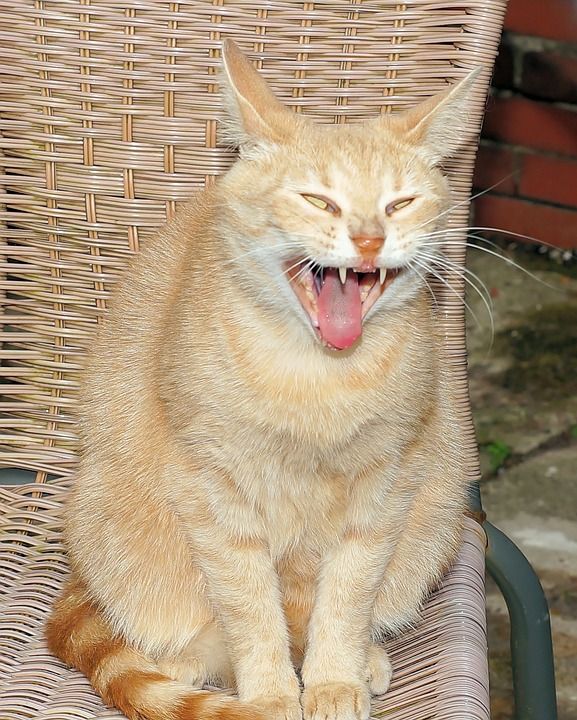 猫 家猫 女性 亲爱的 细心 自豪地 鲭鱼 猫眼 猫脸 疯狂的