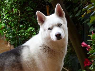 哈士奇 狗 宠物 动物 国内的 犬类 哺乳动物