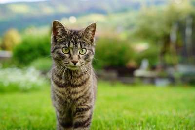 猫 老虎 动物 野生动物 自然 条 毛皮 肖像 头 迷人的